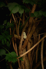 lizard on the tree