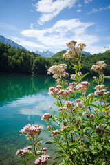 Obraz premium Sommerstimmung in der Morgensonne am Ufer des Alatsee mit Wildkräuter im Vordergrund und Wald mit Bergen im Hintergrund im bayrischen Voralpenland 