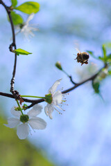 bee on a branch