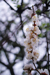 cherry tree blossom