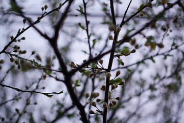 branches of a tree