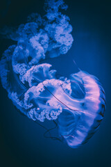 jellyfish in the water