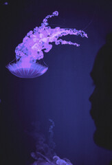 jellyfish in aquarium