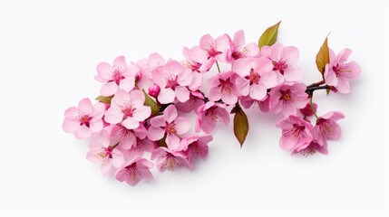cherry blossom isolated on white background