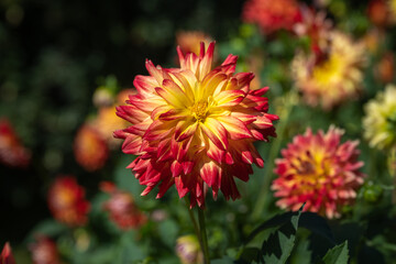 The dahlia (name, Baden-Baden) in the dahlia garden Baden Baden near the lichtentaler alley. Baden Baden, Baden Wuerttemberg, Germany