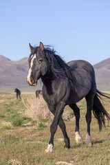 Wild Horse in Springtime in the Utah Desert