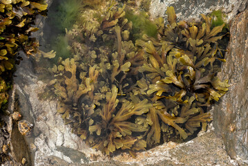 Rockpool with different varieties of seaweed
