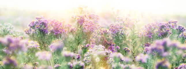 Flowering purple flower, beautiful nature in meadow, beautiful purple flowers in the meadow at sunset