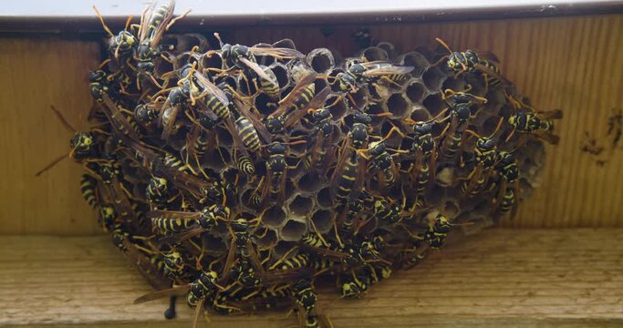 Wasp nest