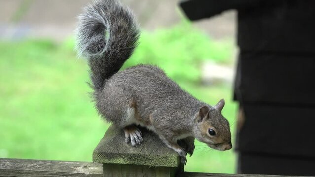 Eastern Grey Squirrel (Sciurus carolinensis) sitting on a garden fence and scratching before running off. August, Kent, UK