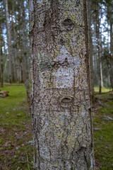 gros plan sur l'écorce d'un arbre en forêt