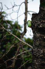 parrot in tree trunk