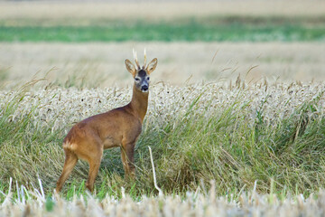 Roe deer, male on the field at the morning. ( capreolus capreolus ). Roe standing in the cereal.