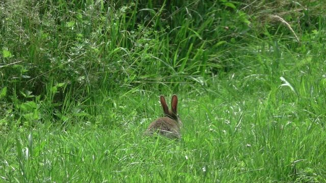 Slow motion (x10) European rabbit (Oryctolagus cuniculus) hopping away in long grass, showing its white tail