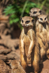 A mob of standing meerkats, Suricata suricatta or suricate