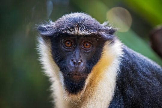 Portrait of male Diana monkey, Cercopithecus diana