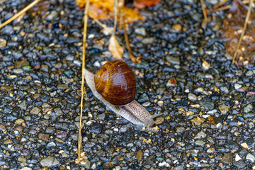 High angle close-up view of snail with brown shell on wet tarmac at City of Zürich on a rainy summer day. Photo taken August 26th, 2023, Zurich, Switzerland.