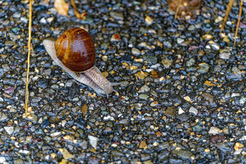 High angle close-up view of snail with brown shell on wet tarmac at City of Zürich on a rainy summer day. Photo taken August 26th, 2023, Zurich, Switzerland.