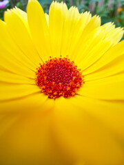 żółto-czerwony kwiat makro