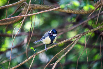 Great Tit (Parus major)