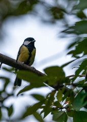 Fototapeta premium Great Tit (Parus major)
