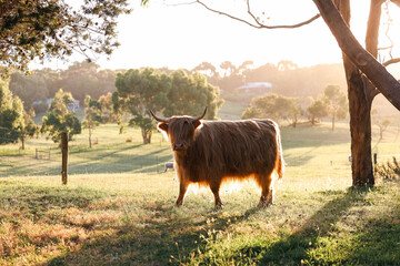 Single highland cow in field in golden afternoon sun