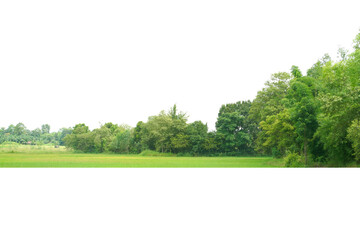 View of a High definition Treeline isolated on a white background.