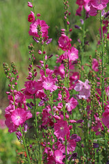 Fototapeta premium Bed of pink Prairie Mallow blooms, Derbyshire England 
