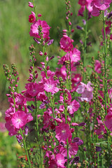 Bed of pink Prairie Mallow blooms, Derbyshire England
