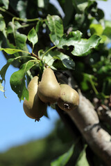 Pears ripening in the summer sun, Derbyshire England
