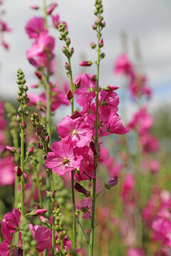 Pink Prairie Mallow blooms, Derbyshire England
