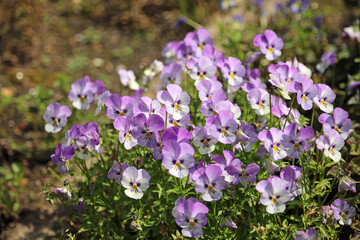 Fototapeta premium Sunlit purple Heart's Ease blooms, Derbyshire England 