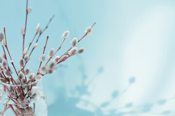 Composition in style of minimalism. Fresh willow branches in glass of water on light blue background with sunshine and beautiful shadows. Spring background with Free copy space for text