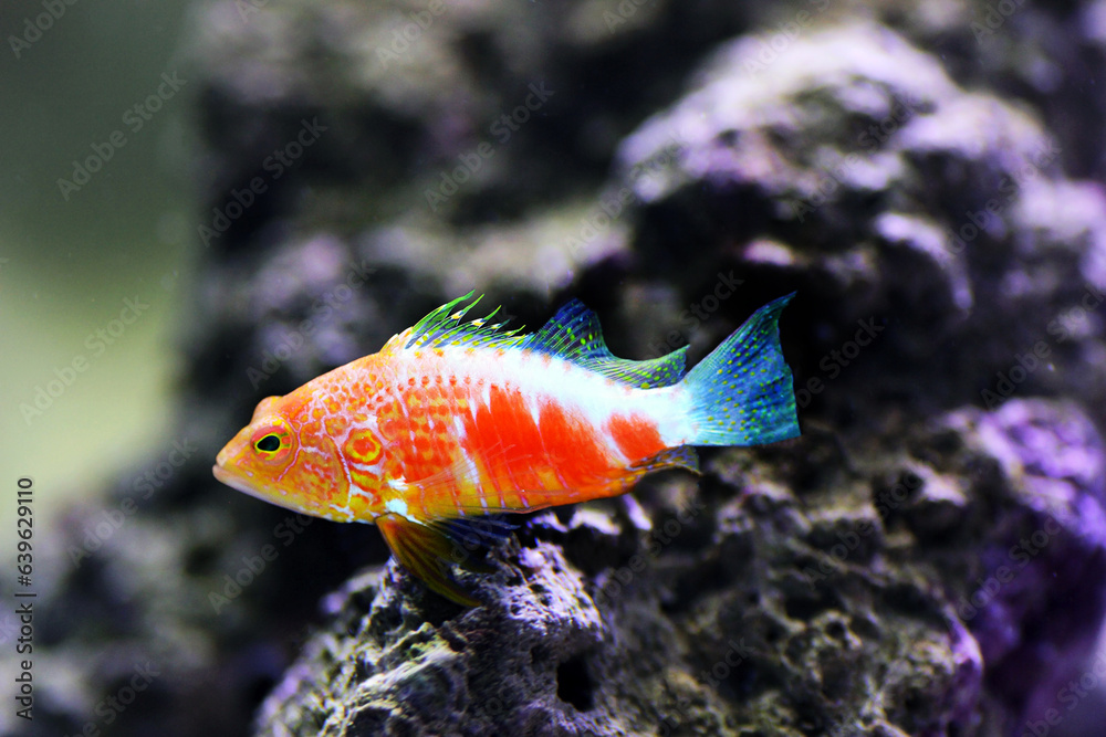 Sticker pelicier hawk fish - plectranthias pelicieri