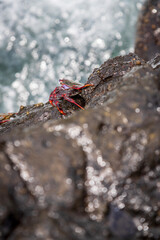 Sally Lightfoot crab on the rocks