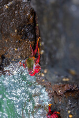 Sally Lightfoot crab on the rocks
