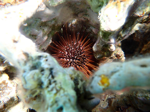 Burrowing urchin - Echinometra mathaei