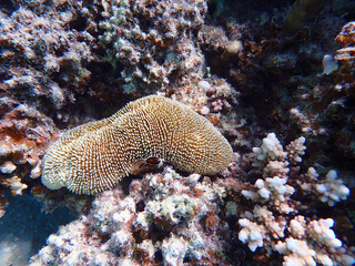 Naklejka na ściany i meble Ctenactis echinata is a free-living species of solitary disc coral in the family Fungiidae