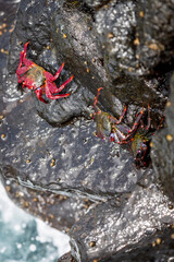 Sally Lightfoot crabs climbing a rock