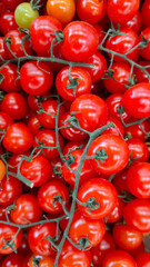 red fresh cherry tomatoes on a branch