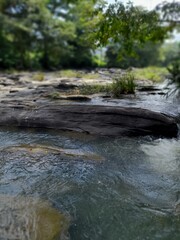 stream in the forest