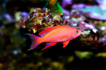 Obraz premium Male Randall's Anthias - (Pseudanthias randalli) 