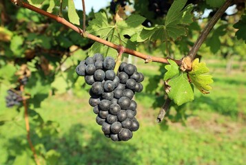Pinot noir grape hanging on vine in the end of summer.