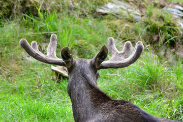 Antlers Close Up