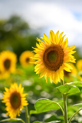 sunflower in the field
