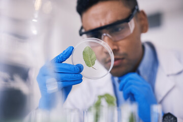 Scientist in laboratory, leaf in dish and research, thinking and focus on growth in natural...