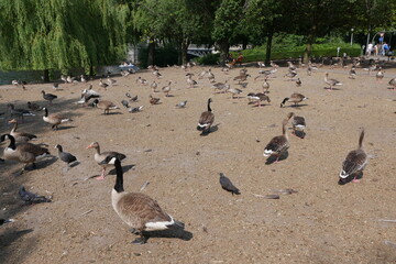 Gänse am Schwanenwik in Hamburg Außenalster © Falko Göthel