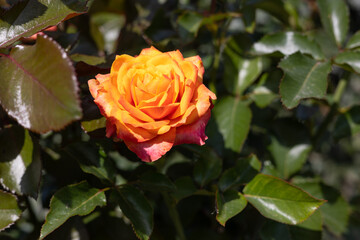 Orange rose blooming in the garden