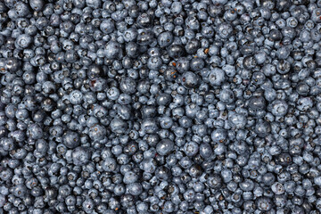 Blueberries laid out in a layer