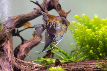 Scalar in an aquarium with fish